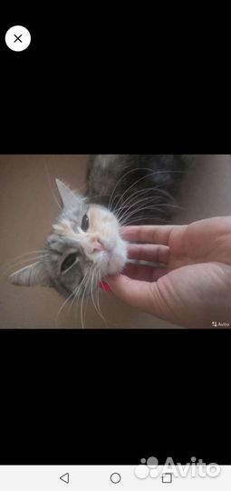 Кошка в дар