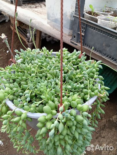 Крестовник роули