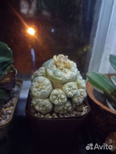 Кактус вариегатный