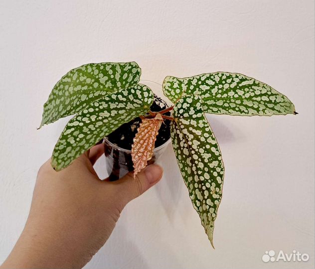 Бегонии Тростниковые