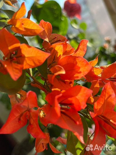 Бугенвиллия