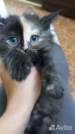 Четверо котят три мальчика и одна девочка