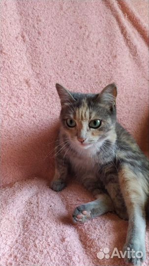 Кошка