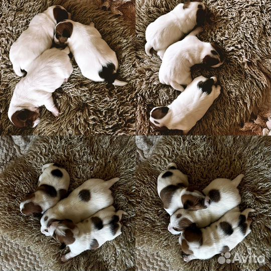 Джек Рассел терьер