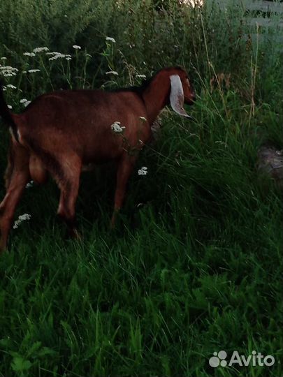 100 англо-нубийские козлята