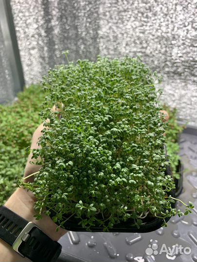 Микрозелень