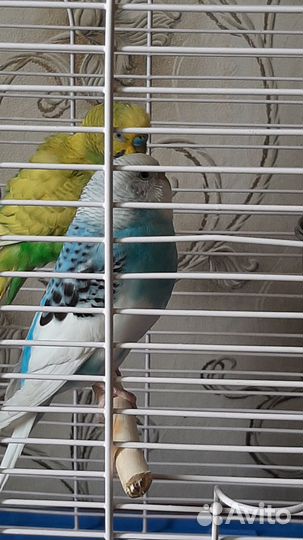 Волнистые попугаи с клеткой
