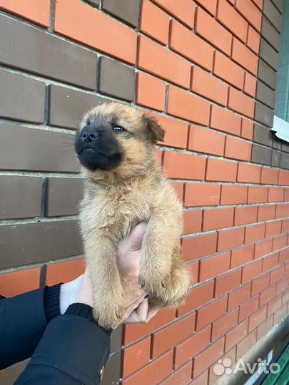 Отдам бесплатно маленькую собаку
