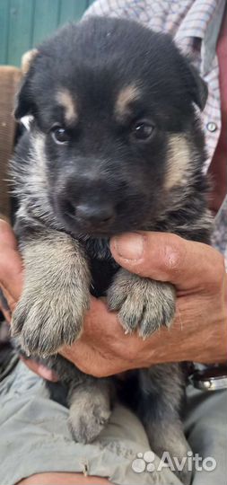 Щенки немецкой овчарки