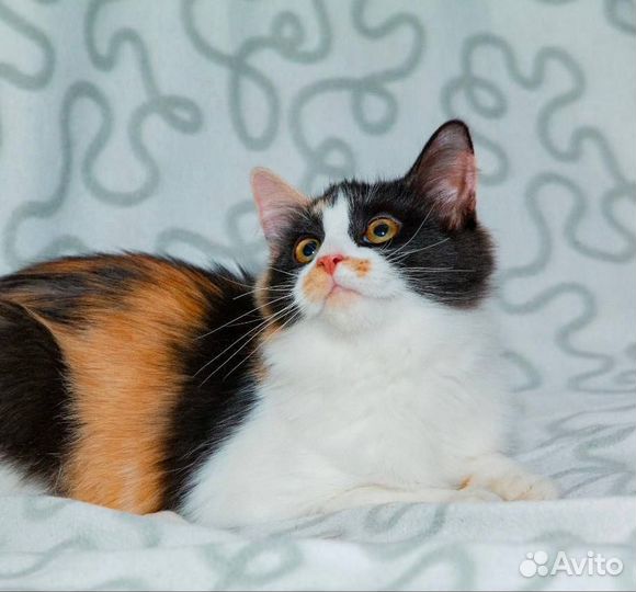 Котенок цвета счастья