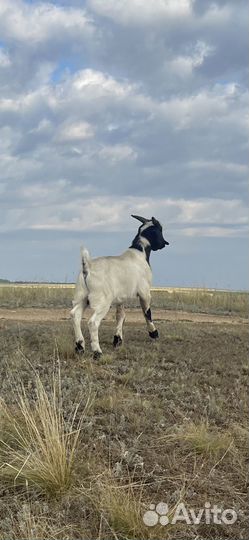 Бурские козлы