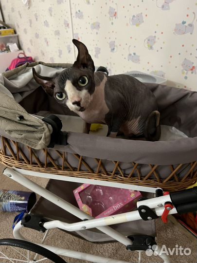 Детская коляска для кукол и котиков :)