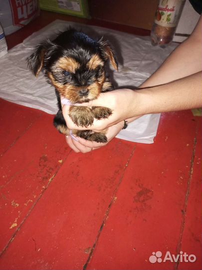 Йоркширский терьер