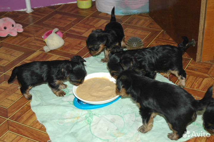 Продам щенков йорки