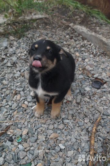 Собака