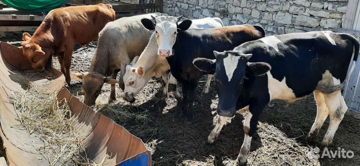 Телята бычки