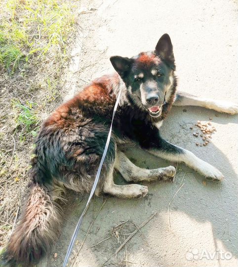 Пёсик ищет дом