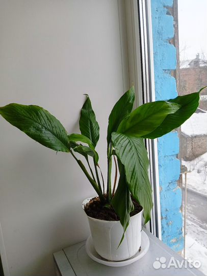 Спатифиллум