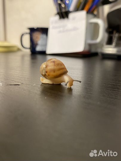 Улитки архахатины