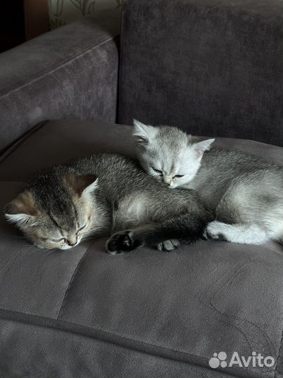 Котята шотландской шиншиллы