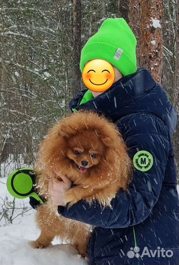 Вязка шпица