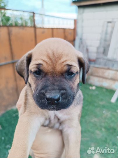 Собаки щенки