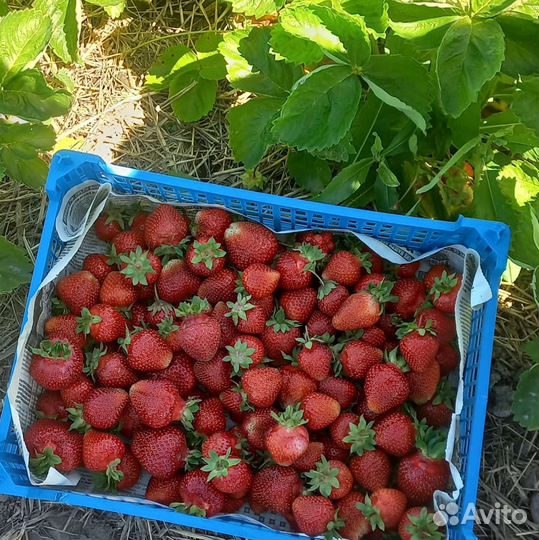 Рассада клубники