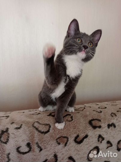 Котенок-подросток