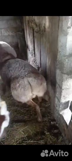 Бараны гиссарские