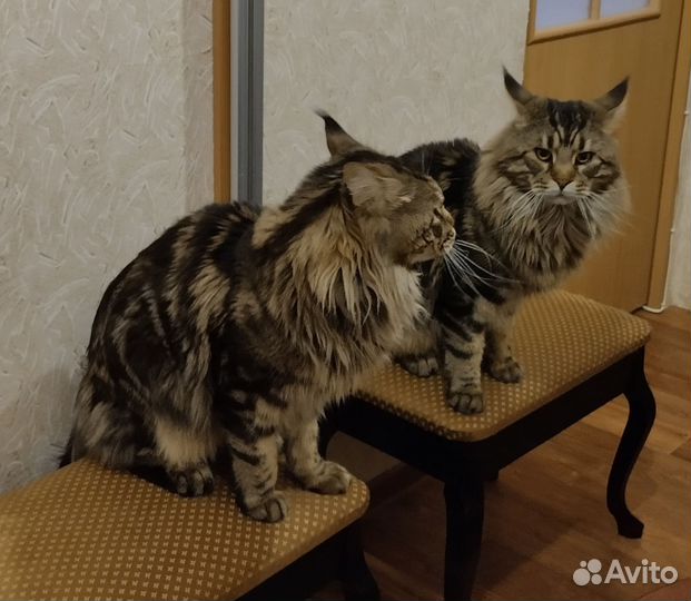 Котята мейн-кун