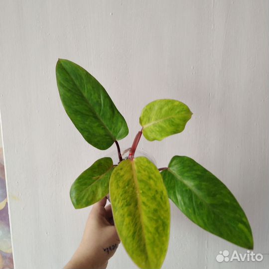 Филодендрон