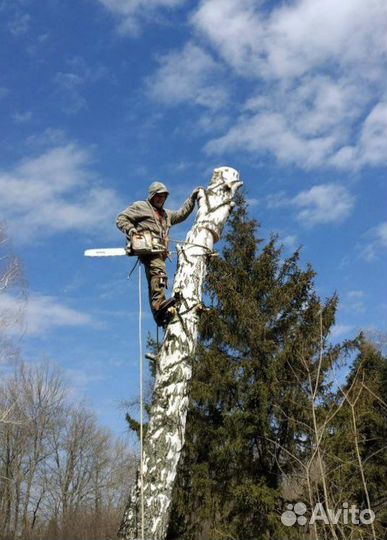 Спил деревьев,опиливание,обрезка,вывоз
