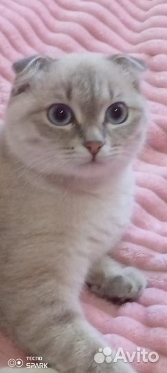 Шотландский кошечка