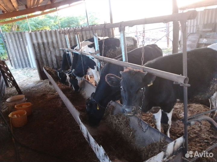 Бычки и быки