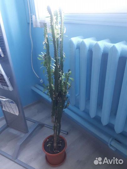Молочай