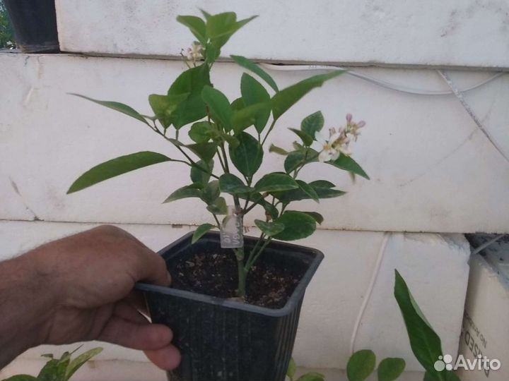 Для дома цитрусовые саженцы в Воронеже