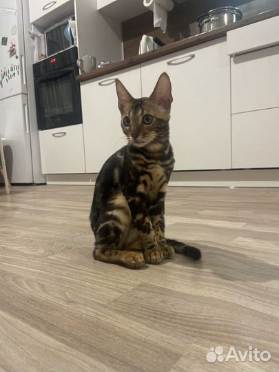 Бенгальская кошка
