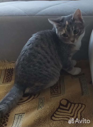 Котенок деочка 3 мас