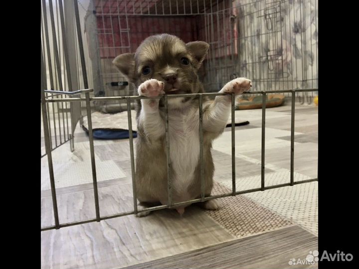 Чихуахуа вязка