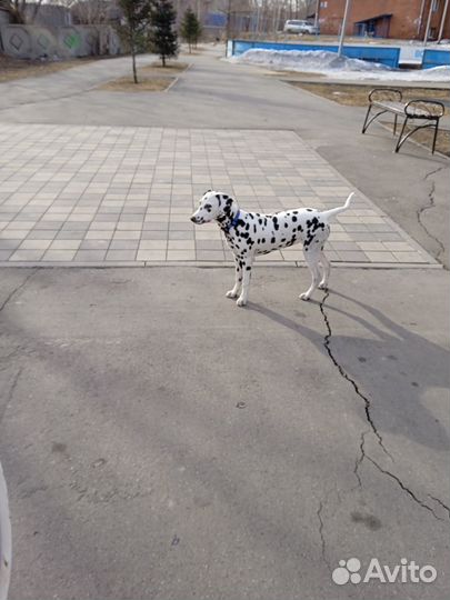 Далматинка