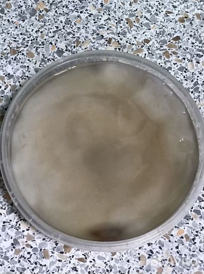 Чайный гриб(комбуча)