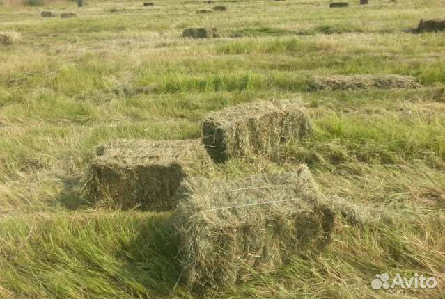 Сено луговых трав