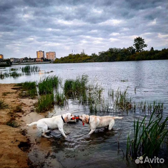 Лабрадор,вязка