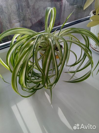 Хлорофитум кудрявый