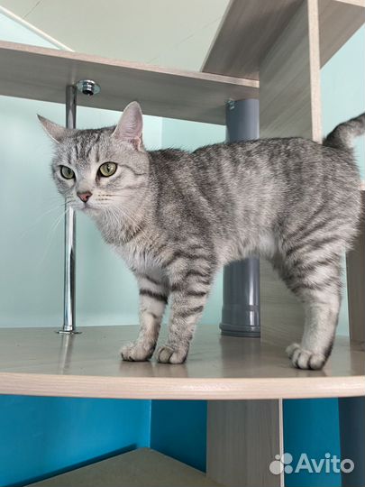 Кошки бесплатно