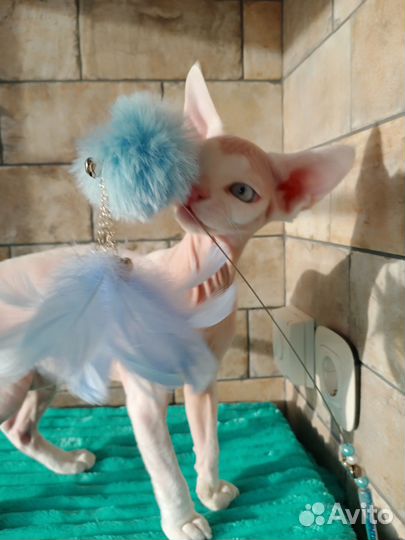 Котята девон-рекс