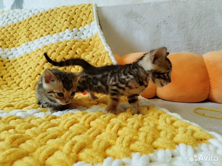 Бенгальские котята