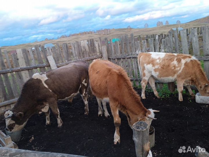 С / х животное