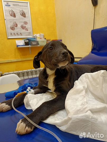 Щенки в добрые руки