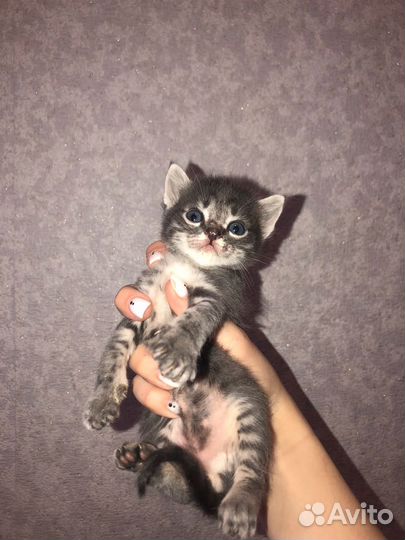 Кошки в добрые руки бесплатно